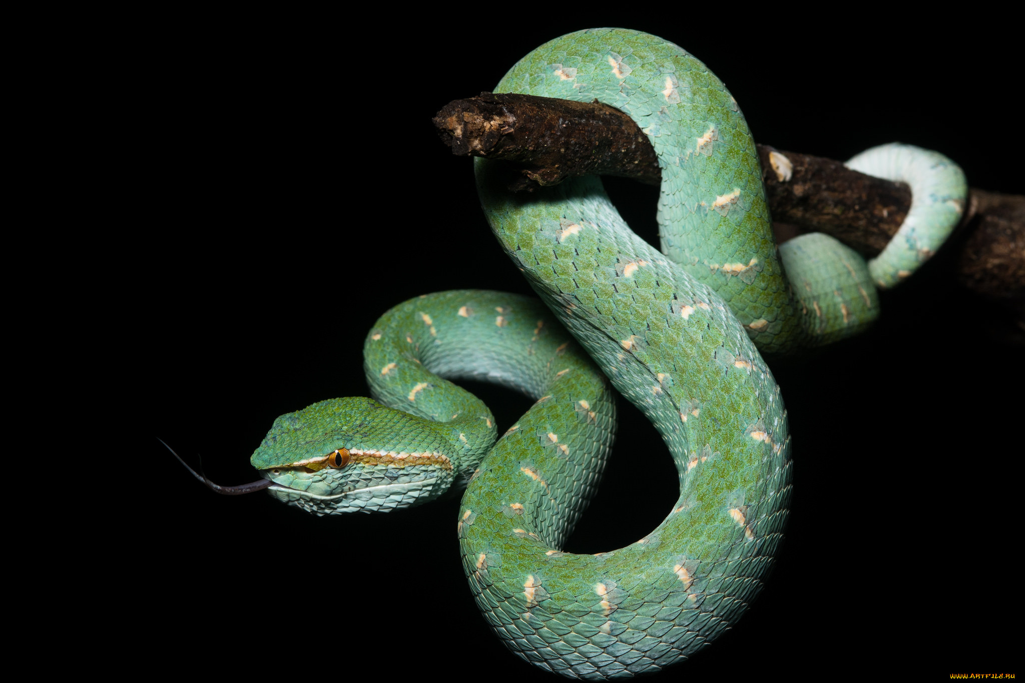 1 змея много змей. Tropidolaemus subannulatus. Змея обои. Обои на рабочий стол змеи. Кобра зеленая древесная.